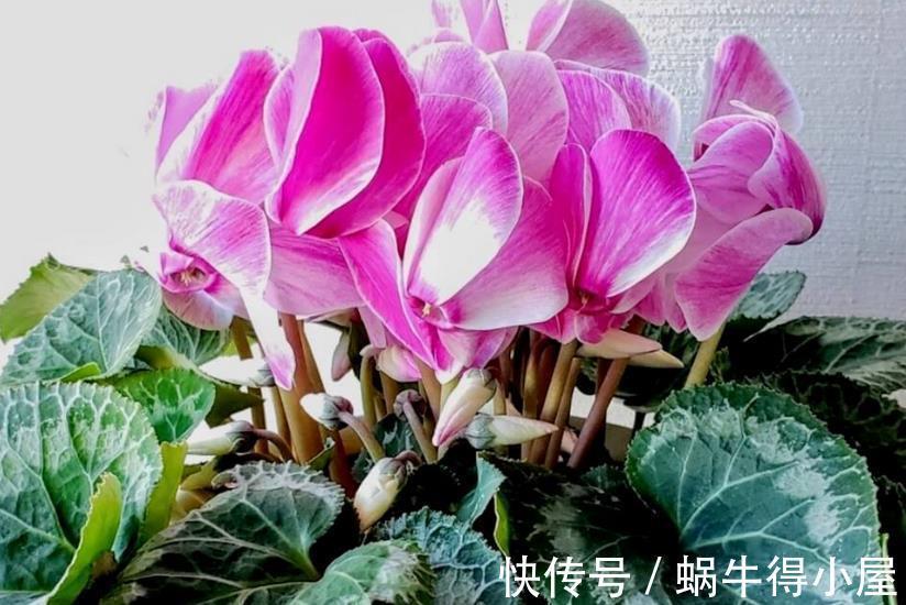 强光|养仙客来,施肥、光照、浇水,掌握住门道,开花才又多又美