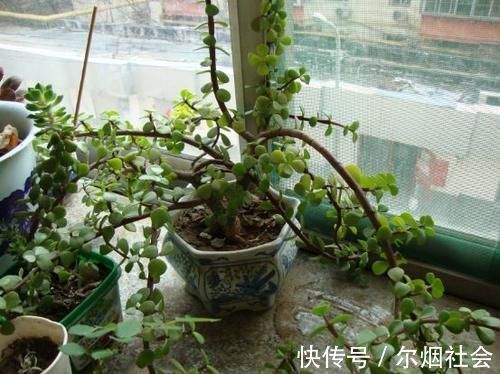 长势缓慢的马齿苋,涂点“自制的生长液”,叶子如玉