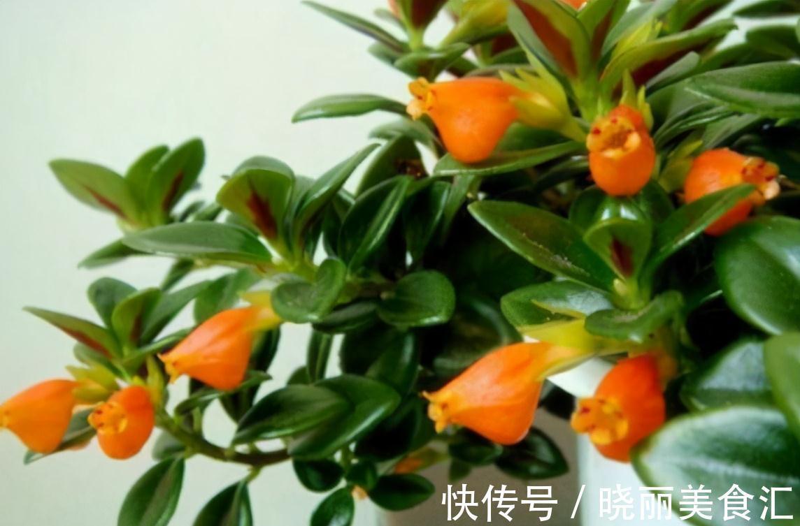 5种“彩色吊兰”,比绿萝更好看,关键是比绿萝好养的多