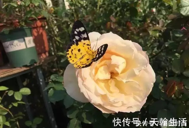 城市|在城市近郊买个40㎡的院子，闲暇时种种花草做做美食，惬意啊！