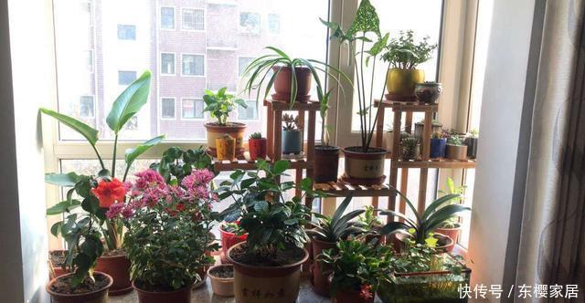 寒流|寒流来袭,花盆里撒1把过冬肥,根粗叶绿不怕冷,蹭蹭长