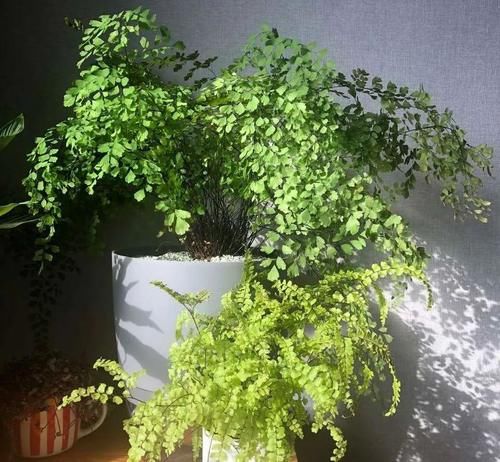 特好看特好养,又浇不死的花,你知道几种?