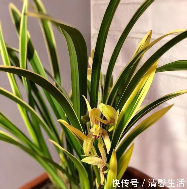 浇水|养兰花，浇水牢记3句话，兰花10年不烂根，越长越壮