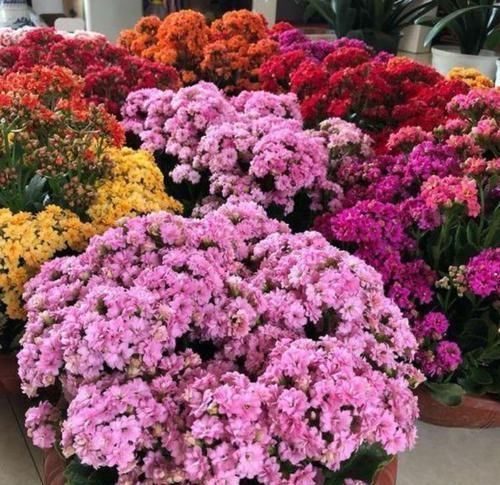 阳台最适合养3种花，30天不浇水照样生长，一年开花不断