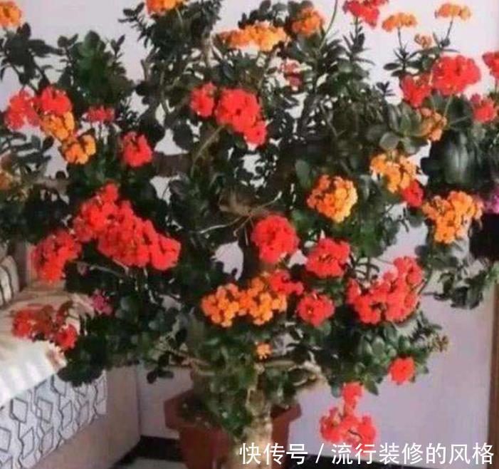 开成|长寿花品种太多,每个品种插一棵,掌握技巧养1年,开成长寿花树
