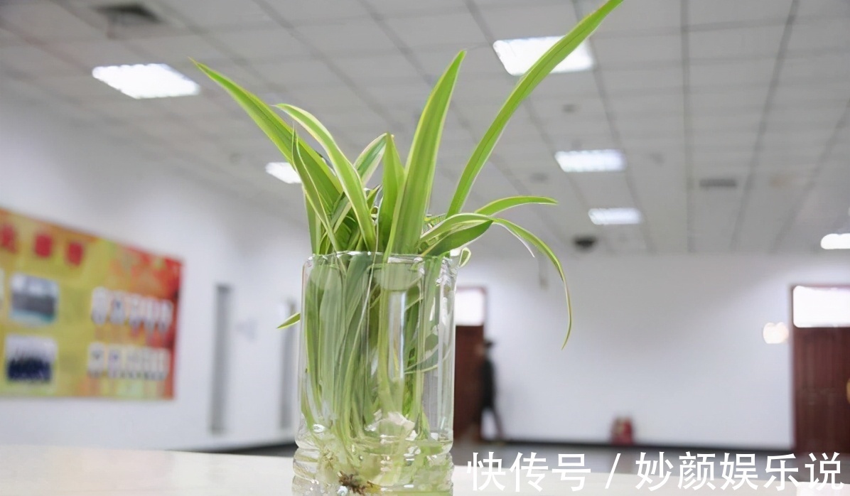 扦插植物,缺少更多花盆?将它们改造成容器,好用好看又省钱