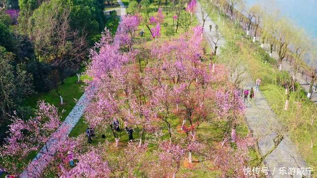 元宵节，带着你的“李焕英”“云”赏花吧！|春暖花开醉咸宁① |元宵节，带着你的“李焕英”“云”赏花吧！\＂,\＂i12\＂:\＂春暖花开醉咸宁①