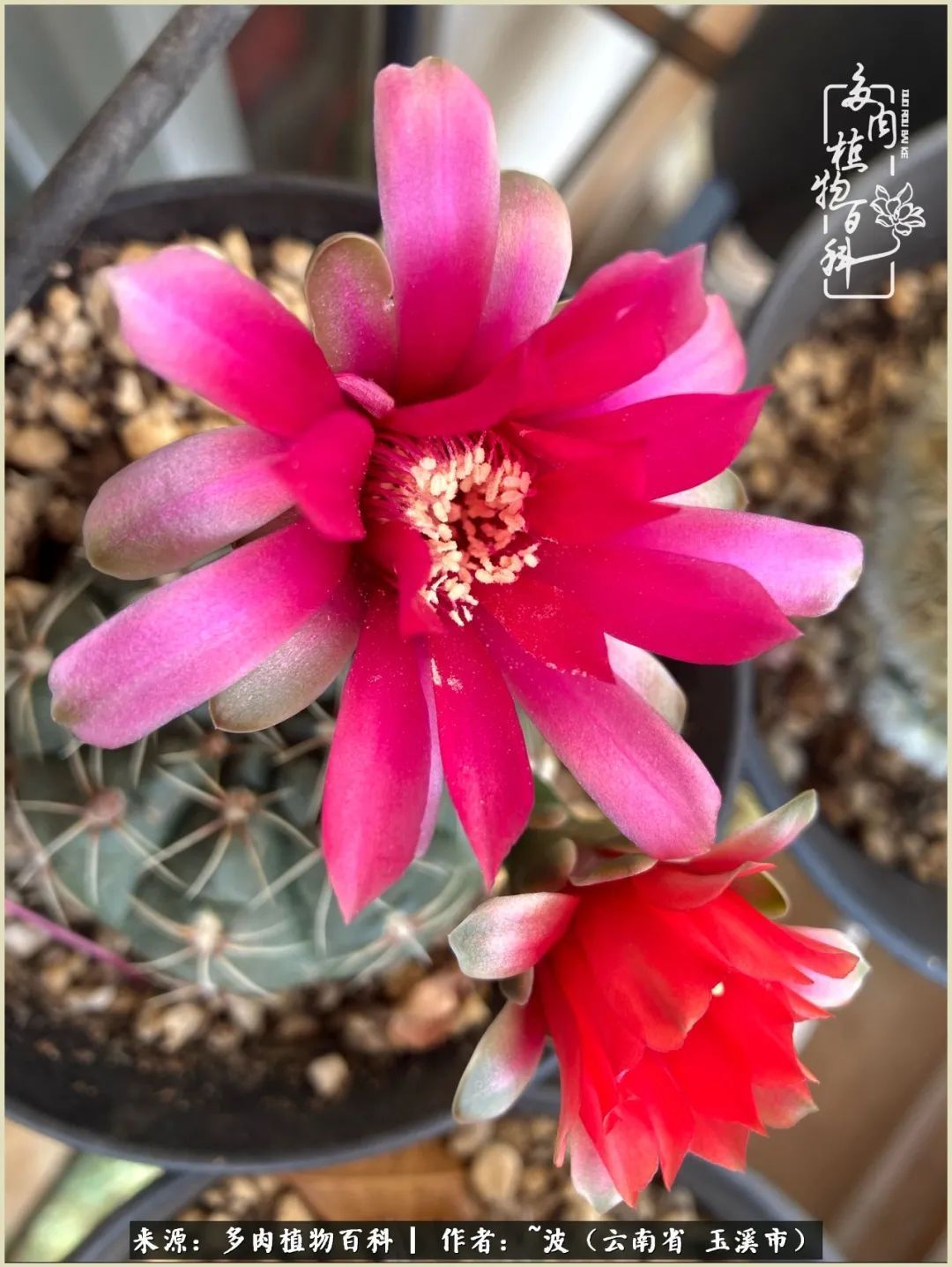 多肉|遇见即美,花事未荼蘼!种一桌子多肉,看花开花落!