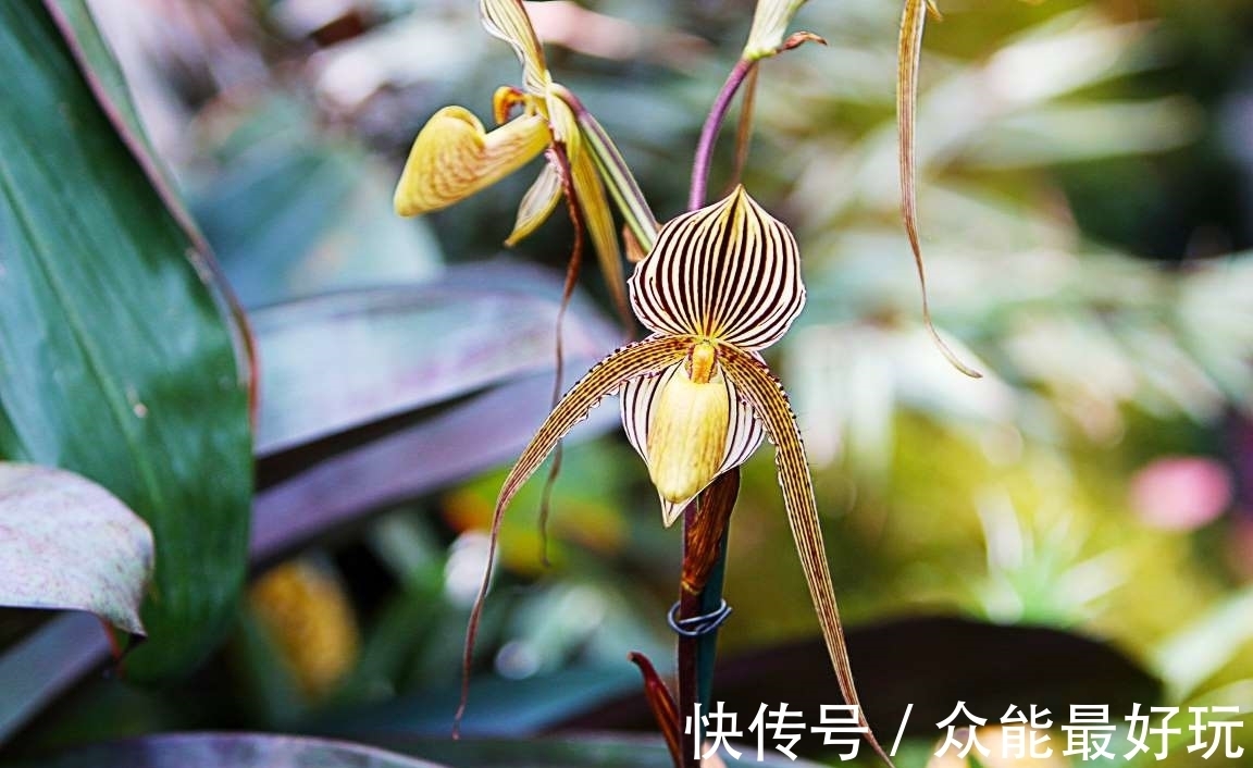 学名|旅行看世界：地球上最稀有的9种花，它们生长在哪儿，您见过吗？