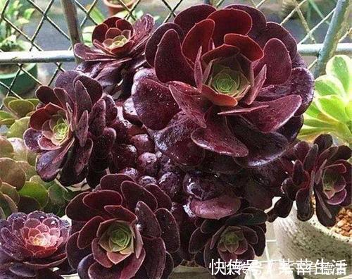 植株|家里养黑法师,狠心虐一虐,颜色美美哒,长成霸气老桩!