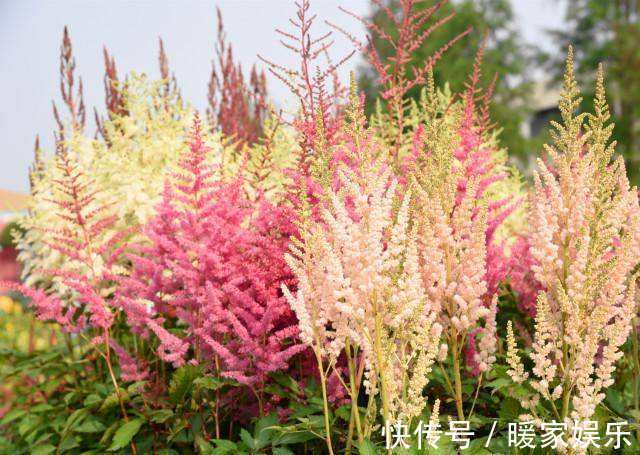 此花药用价值高,便宜好养活,家种几盆,小痛小病不用再买药