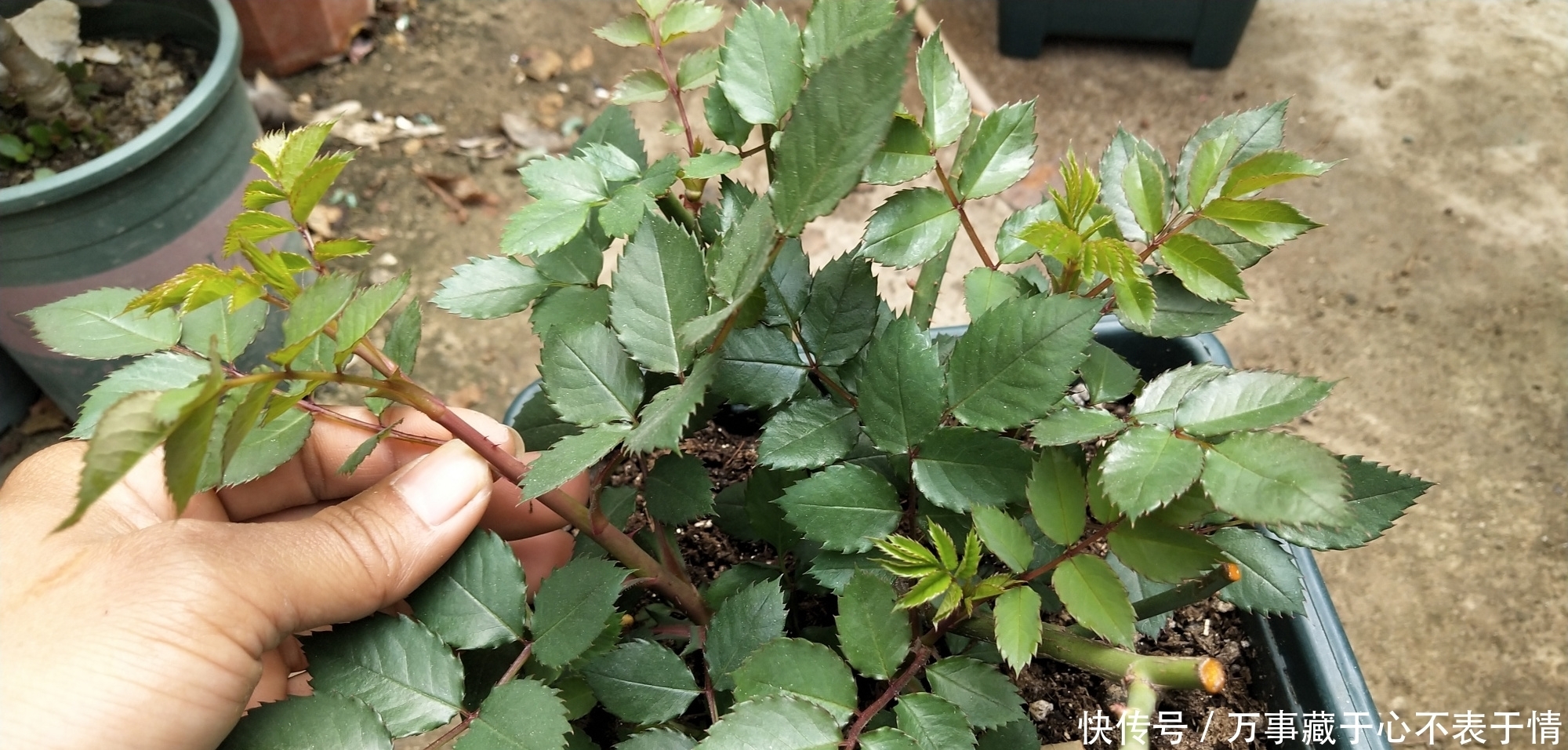 给月季修剪,严格按照四步走,尤其是第三点不能漏