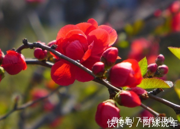 此花是花中贵妃，花色美丽明艳，但是象征着苦恋