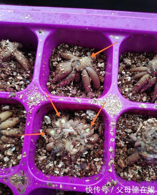 它叫洋牡丹、花毛茛，能与牡丹花相媲美，小白也能种好