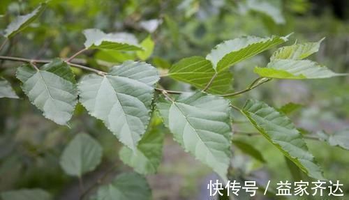 肾功能衰竭|乡下土里长出来的降压药,高血压吃一个降一个,血压根本高不起来