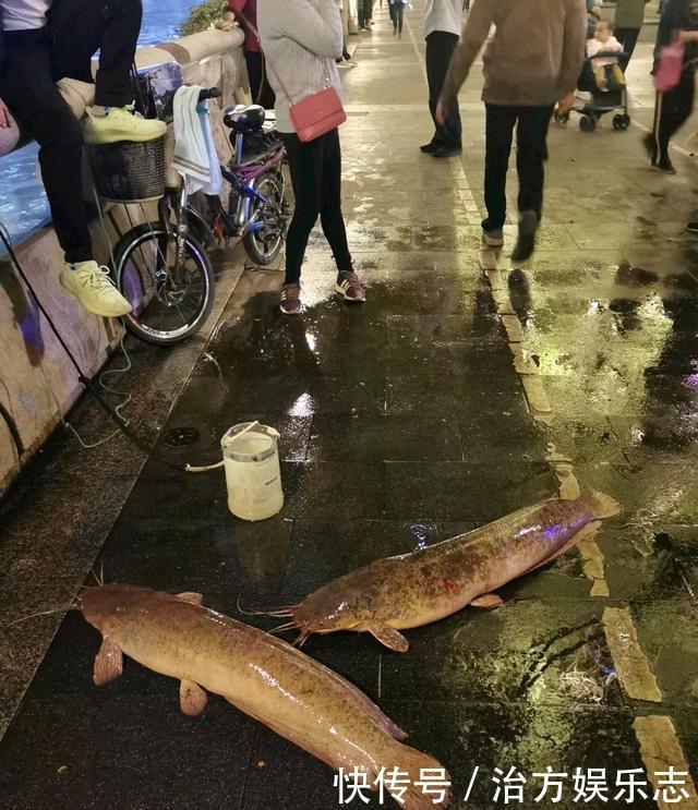 吃屎鱼?珠江夜钓连上2条大鱼,却因恶心没人要