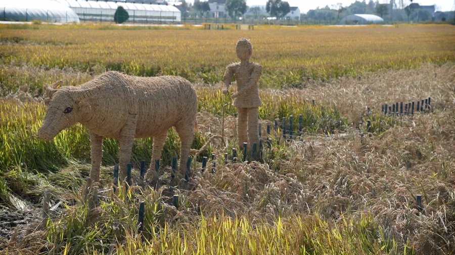 花海|藏在平湖这里的宝藏小道太惊艳了！还有秋菊花海、向日葵花田…