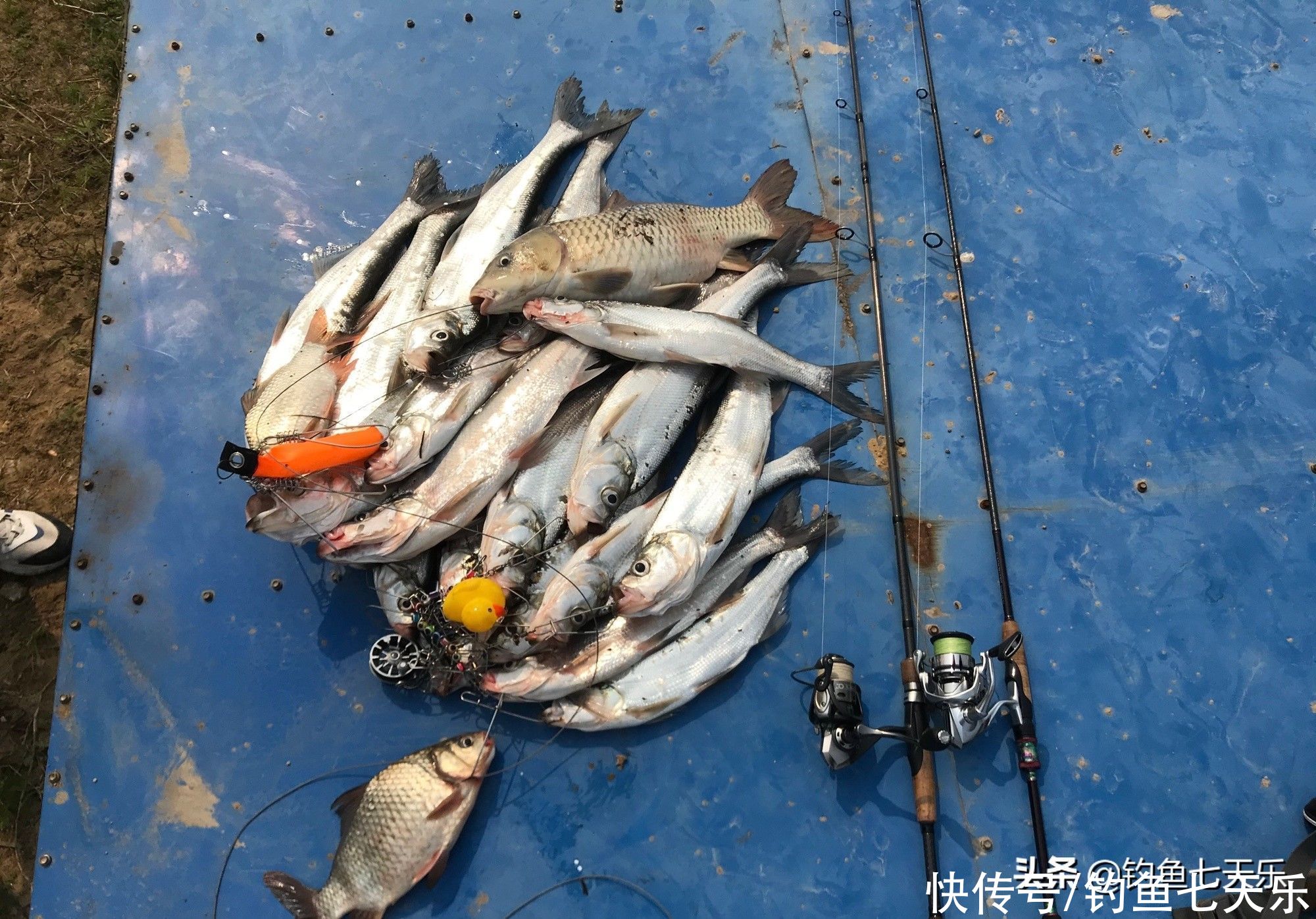 鱼钓多了遭“吐槽”！广东一钓友晒渔获被喊话：为啥不放生？