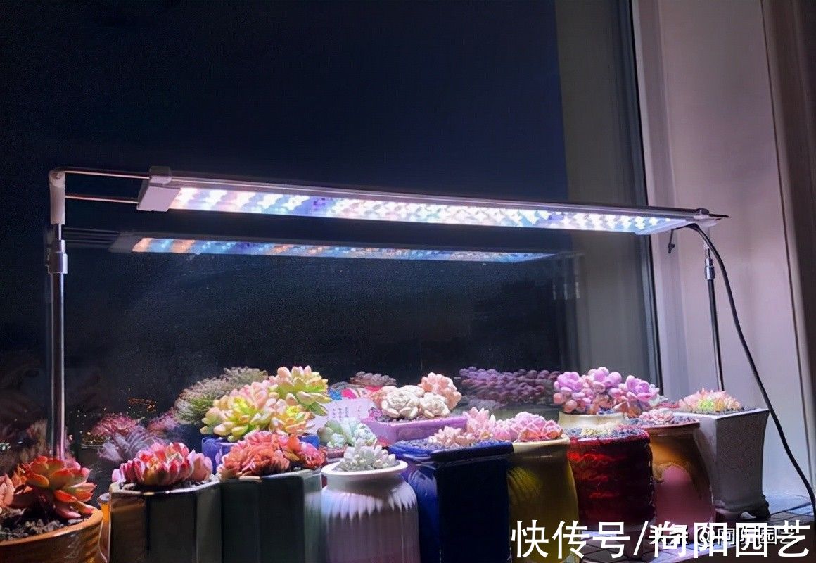 多肉|室内养多肉，不用补光灯肯定不行，不用犟嘴，不信你就试试