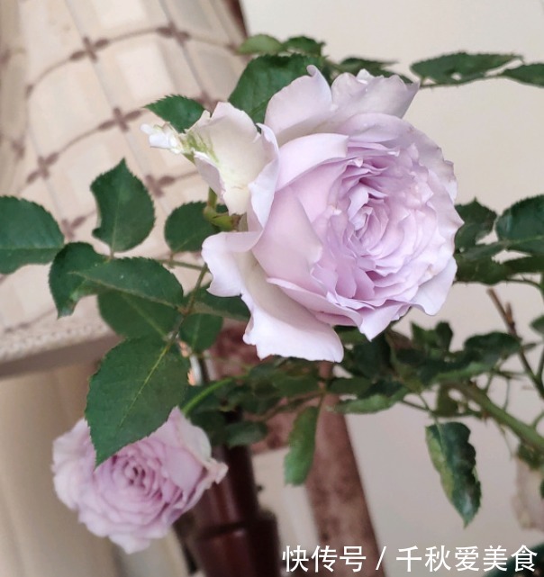 10个最奇葩的月季品种,你可能一个都没见过!