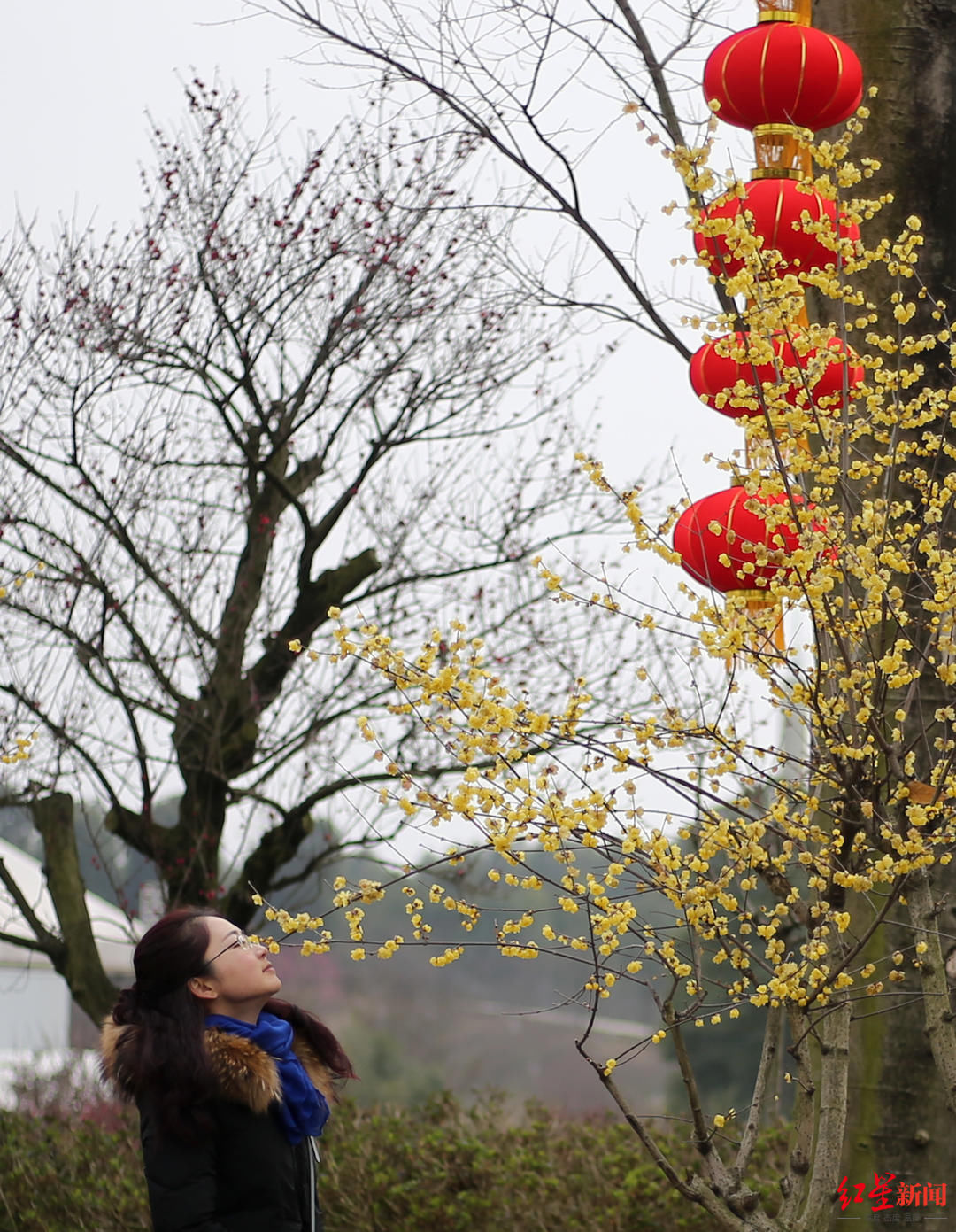 花花花花花~且看公园城市的“花月令”