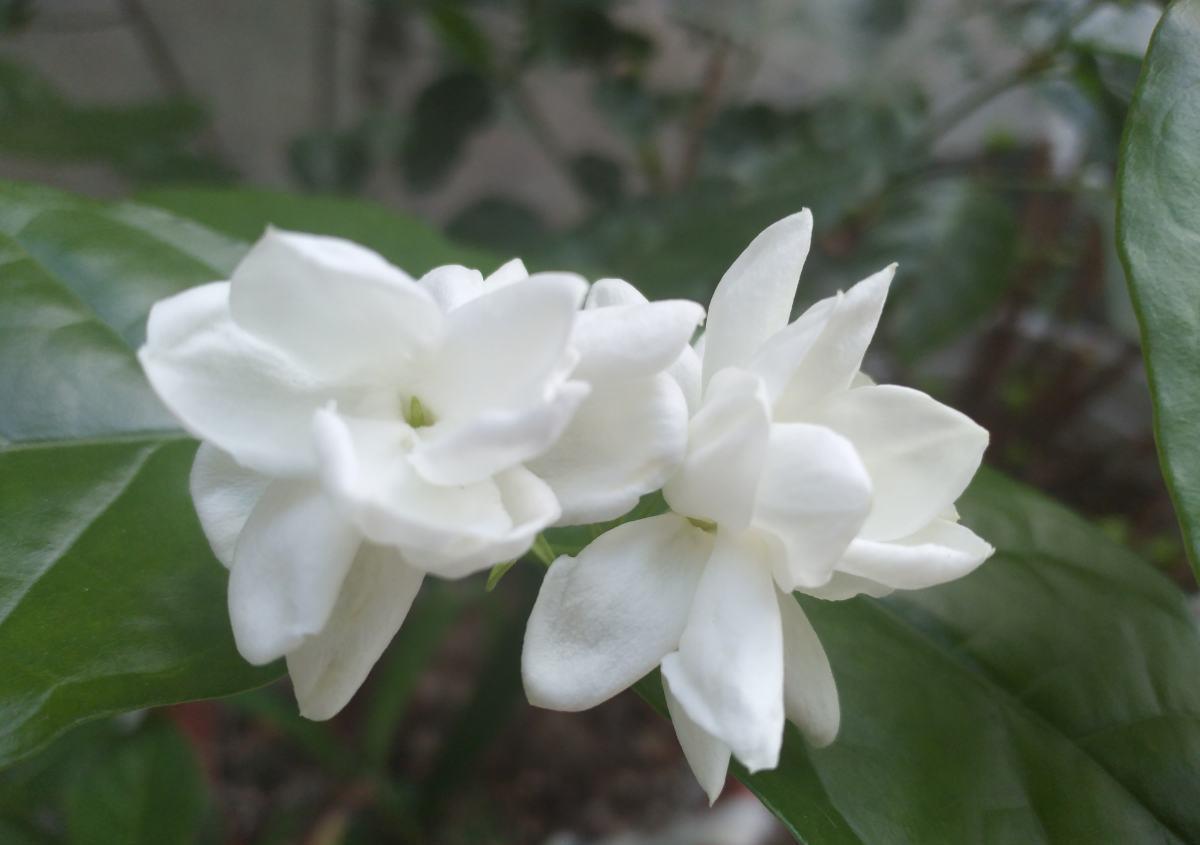 1盆薄荷提神醒脑,揪片叶子还能吃,性价比超高