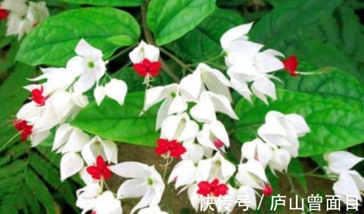 技巧|羊粪真是好,养花种菜少不了,要想用它来种花,使用技巧要知道