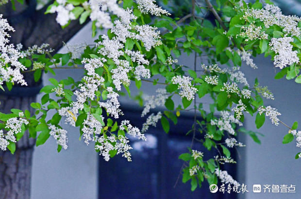 花开齐鲁｜趵突泉公园小叶女贞花开如雪，唯美又浪漫快来赴约吧