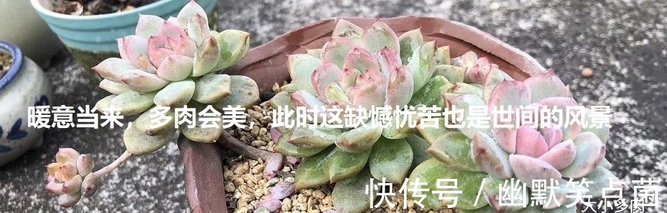 沐寒揽风，看几盆红绿肥瘦，等一春灿烂盛景