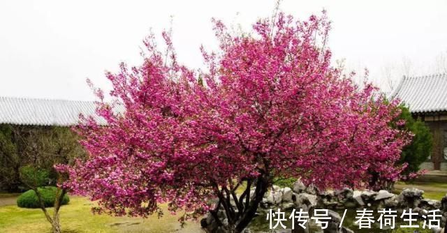 种树|院子里别乱种树,海棠“富贵满堂”,桂花“出贵子”,旺运添福