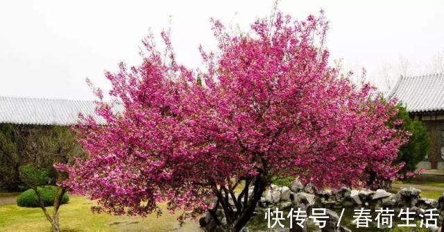 种树|院子里别乱种树，海棠“富贵满堂”，桂花“出贵子”，旺运添福