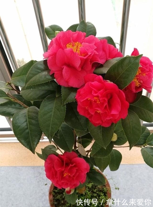 比牡丹还美的茶花,花期长达半年,零下15度冻不死,新手也能养