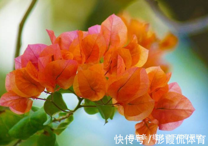 “优良品种”橙雀三角梅,花开爆盆,美艳优雅,可以说是养花首选