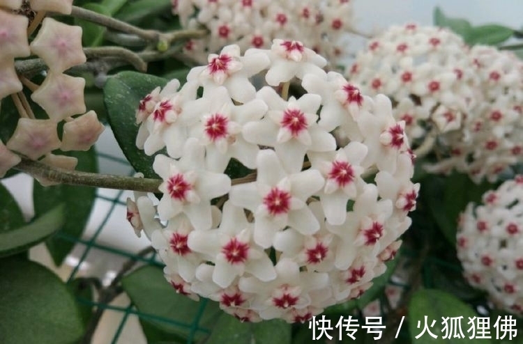 种花人|阳台养花,不妨养这些花卉,一年就能长成瀑布,花开美艳成花海