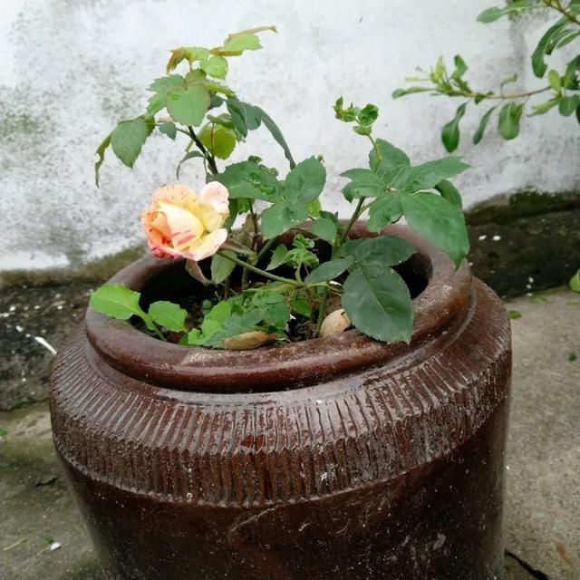 腌咸菜的坛子钻个孔,养花变成巨无霸,特美