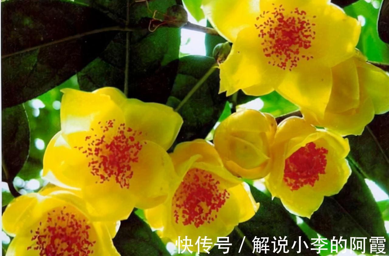 此花真不错,花色金黄,营养丰富,观赏食用两不误,你见过吗