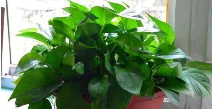 阳台上|黄豆、豆渣养花有“技巧”,这样处理一下,效果比花肥强,很实用