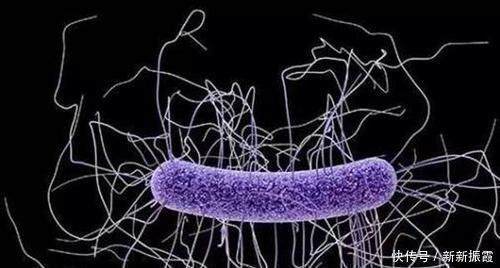 |这些生物的名字是来搞笑的吗?一听就想笑,你听过几个?