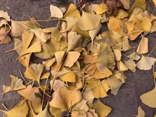 胖大海|4种中药不建议长期服用,喝中药的人,或该提前了解