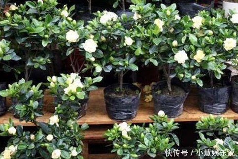 聪明人养花,这3种“花”怎样也要养一盆,每年能省不少医药费