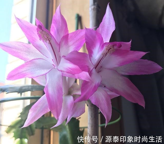 养蟹爪兰,给它喂点营养水,开花直接爆盆