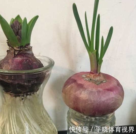 还在养绿萝和吊兰?老婆种个洋葱头,开的花比玫瑰好看多了!