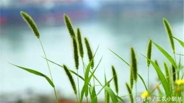 一种生命力极为顽强的植物，儿时当其玩具玩，还可入药治病，您知道叫什么草