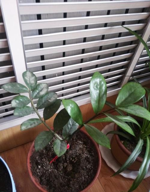 金钱树满盆了怎么办？