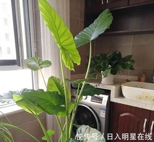 月季|这5种花,不要钱也不能养,全都有毒,养了后悔都来不及