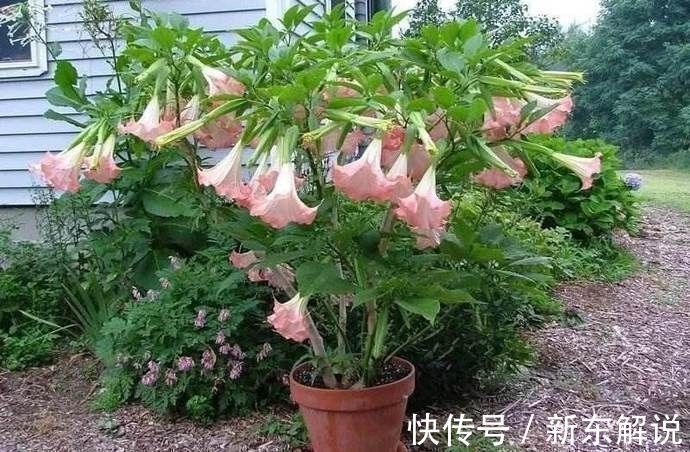 野外多见全株有剧毒，村民却喜欢将其种在家中，这是为何呢