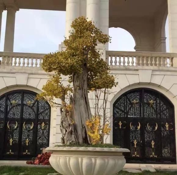 这4种“盆景树”,不仅观赏性高,寿命还特别长,越养越值钱