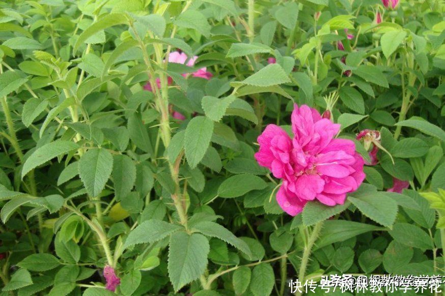 我发现！“月季花”不同“花色”之间，存在品种差异性