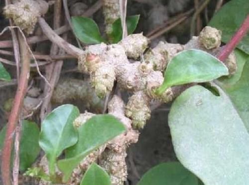  农村常见没人要的野草，却是腰间盘突出的“神药”，七天就见效