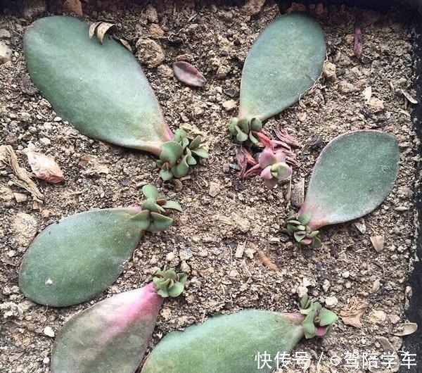 叶片|掐了一个叶片丢盆里，一年长满了花盆，连续七八年都开花！